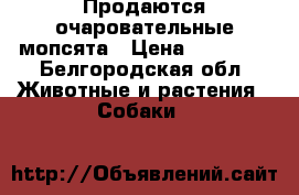 Продаются очаровательные мопсята › Цена ­ 12 000 - Белгородская обл. Животные и растения » Собаки   